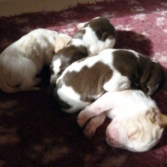 01-Isabel-Reno-the-4-boys-27-01-2012