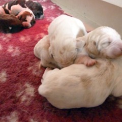 02-isabel-Reno-3-white-orange-girls-27-02-2012