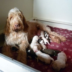 03-Isabel-Reno-puppies-27-02-2012