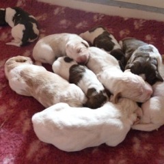 04-Isabel-Reno-puppies-27-02-2012