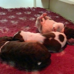 05-Isabel-Reno-3-roan-marrone-girls-27-02-2012