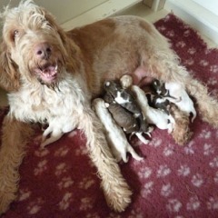 06-Isabel-Reno-puppies-27-02-2012