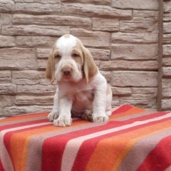 07-Basil-29-03-2012