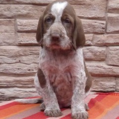 09-Elva-29-03-2012