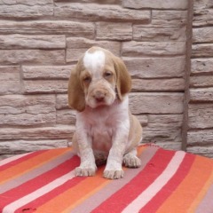 10-Herman29-03-2012