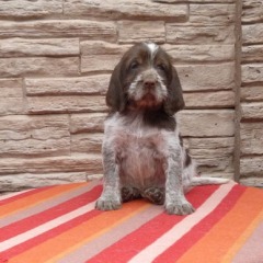 11-Keta-29-03-2012