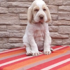 13-Pooch-29-03-2012