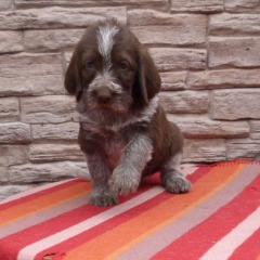 14-Tosca-29-03-2012