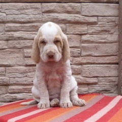 15-Viola-29-03-2012