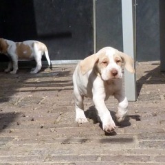 16-Basil-2-04-2012
