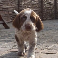 17-Elva-2-04-2012