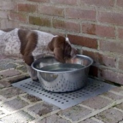 18-Elva-2-4-2012
