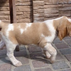 19-Herman-2-04-2012