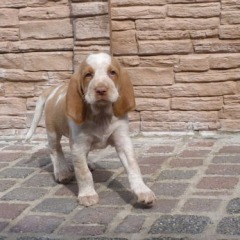 20-Herman-2-4-2012