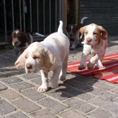22-Pooch-Moos-Keta-en-Bor-2-04-2012