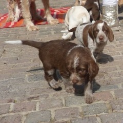 23-Tosca-en-Elva-2-4-2012