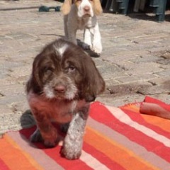 24-Tosca-en-Moos-2-4-2012