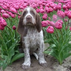 27-Bor-typical-dutch-17-04-2012