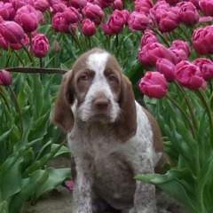 28-Elva-typical-dutch