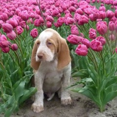 29-Herman-typical-dutch-17-04-2012