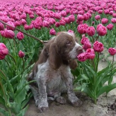 30-Keta-typical-Dutch-17-04-2012