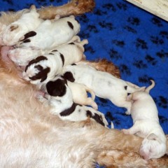 01Puppies-Lisa-03-2-2011