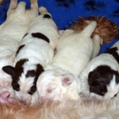 02Puppies-Lisa-3-02-2011