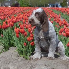04Milou-13-04-2011-