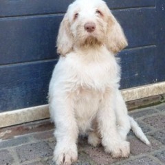 05Puppie-Lisa24-03-2011