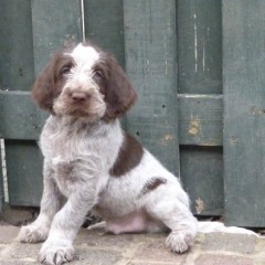 06Puppie-Lisa-b-w-reutje-1-12-03-2011