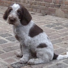 07Puppie-Lisa-b-w-reutje-2-12-03-2011