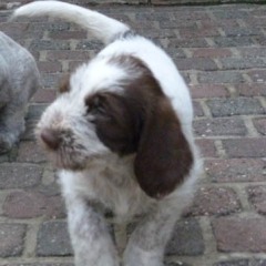 08Puppie-Lisa-en-Fred-br-w-Eva