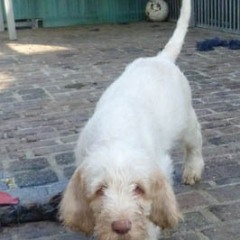 09Puppie-Lisa-w-o-teefje-24-03-2011