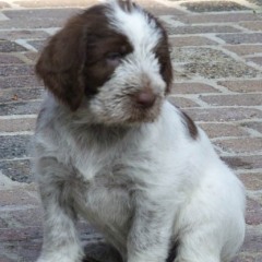 11Puppie-Lisa-en-Fred-br-w-Eva-03-03-2011