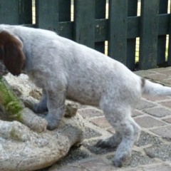 12Puppie-Lisa-en-fred-br-w-Meike-3-03-2011