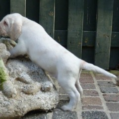 13Puppie-Lisa-en-Fred-Luc-03-03-2011