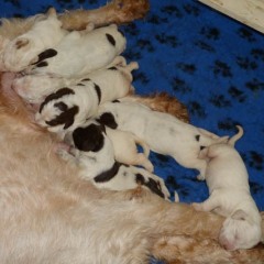 14Puppies-Lisa-03-2-2011