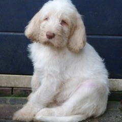 15Puppy-Lisa-w-o-teefje-13-03-2011