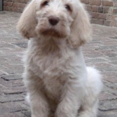 16Siena-12-03-2011