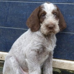17Puppy-Lisa-b-w-reutje-13-03-2011