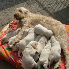 2004-ludo-isaura-16
