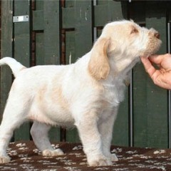 2004-ludo-isaura
