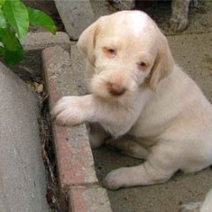 2005-ludo-ninna-1
