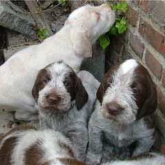 2005-ludo-ninna-2