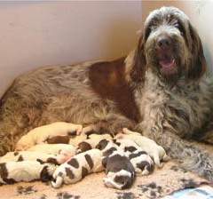 2005-ludo-ninna-3