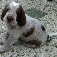2005-ludo-ninna-8