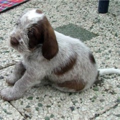 2005-ludo-ninna-9