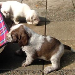 2005-ludo-ninna