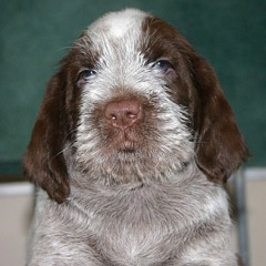 12-Boris-29-12-2006
