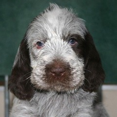 13-Bardolino-29-12-2006